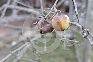 Plant diseases. Monilinia fructigena. Infected apples grow in the tree branch with typical signs of disease