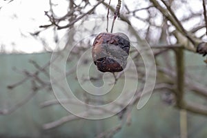 Plant diseases. Monilinia fructigena. Infected apples grow in the tree branch with typical signs of disease