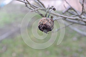 Plant diseases. Monilinia fructigena. Infected apples grow in the tree branch with typical signs of disease