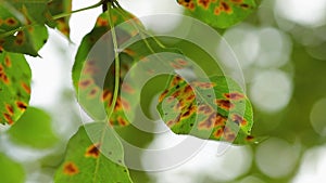 Plant diseases. Rusty green leaves of a tree close-up.