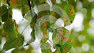 Plant diseases. Rusty green leaves of a tree close-up.