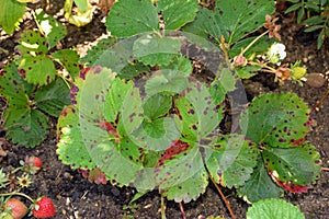 Plant diseases - strawberry leaf scorch