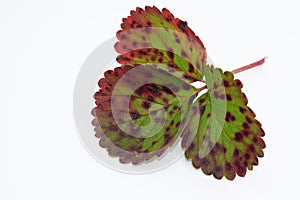 Plant diseases - strawberry leaf scorch