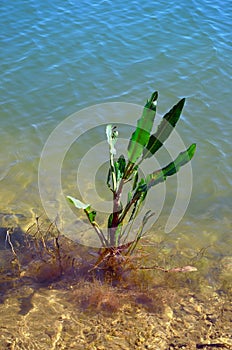 Plant dock leaf on a lake