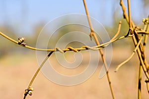 Plant of dodder or Amarbel