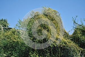 Plant of dodder or Amarbel