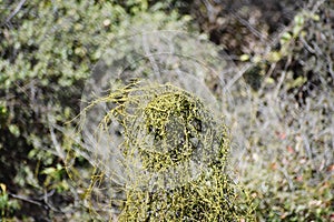 Plant of dodder or Amarbel