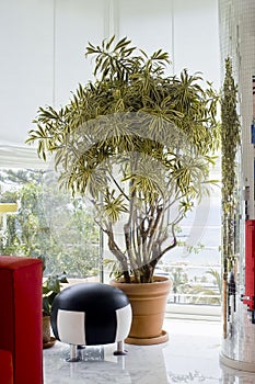 Plant Dracaena reflexa