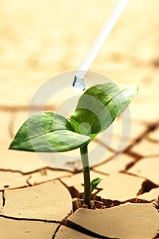 Plant in dried cracked mud