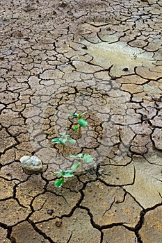 Plant in dried cracked mud