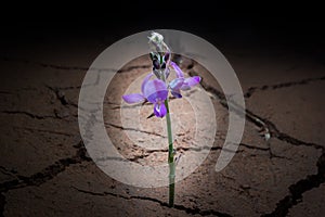 Plant in dried cracked mud.