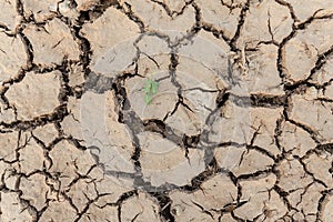 Plant in dried cracked mud