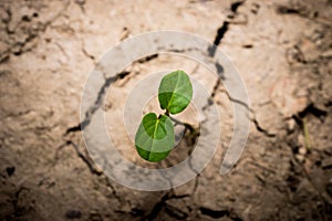 Plant in dried cracked mud