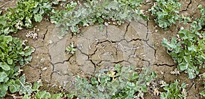 Plant in dried cracked mud in a field