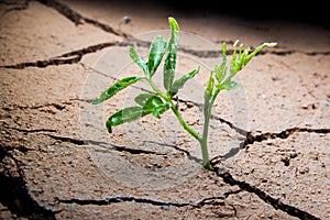Plant in dried cracked mud.