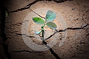 Plant in dried cracked mud.