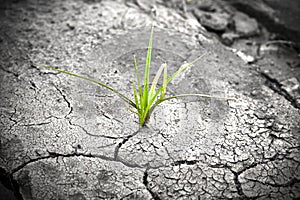 Plant in dried cracked mud. New life.