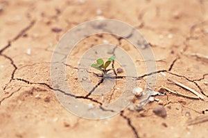 Plant in dried cracked mud. A tree growing on cracked ground