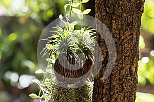 Plant on dry coconut shell pots hang on tree trunk