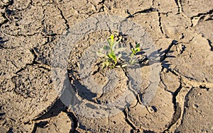 Plant in dry cracked mud, Background of dry cracked earth, dried earth, texture of earth mud, Desert, global warming