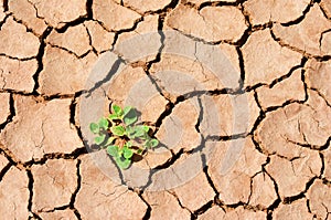 Green plant thrive in dry desert, cracked land