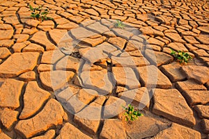 Plant on dry soil background