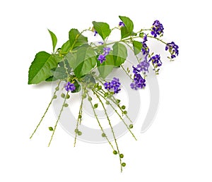 Plant Duranta with flowers isolated on white background