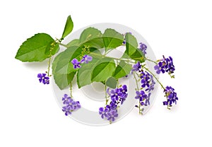 Plant Duranta with flowers isolated on white background