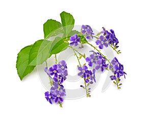 Plant Duranta with flowers isolated on white background