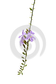 Plant Duranta with flowers isolated on white background.