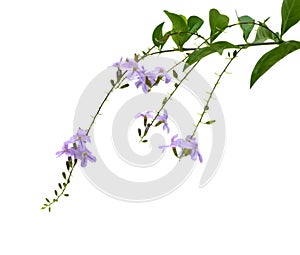 Plant Duranta with flowers isolated on white background.