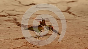 Plant dying and burning in dry cracked desert soil. Concept displaying global warming or climate change, drought damage to crops,