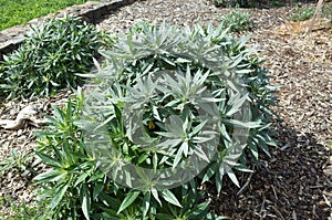 The plant of Echium candicans Pride of Madeira. It is a kind of large herbaceous perennial subshrub photo