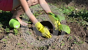 Plant eggplant soil