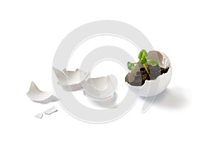 Plant in eggshell