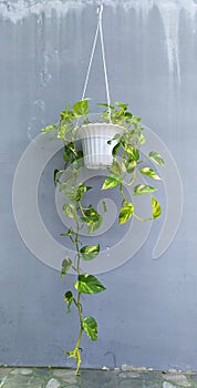 plant epipremnum scindapsus  in a white flower hanger pot on grey background.