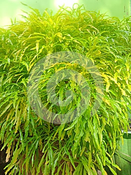 Plant Euodia suaveolens