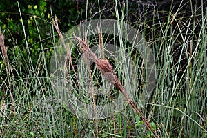 Plant in Everglades National Park, Florida