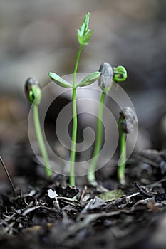 Plant evolution -New life