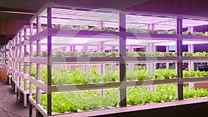 Plant factory Vertical agriculture vertical farm indoor farm