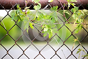 Plant on fence