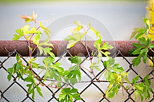 Plant on fence