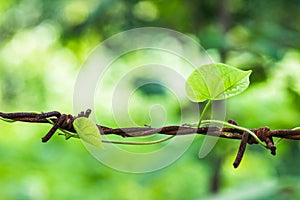 A plant at fencing wire