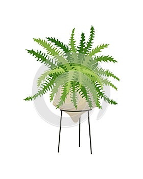 Plant Fern, potted houseplant nephrolepis. Home Interior decoration element
