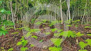 Plant ferns that thrive in tropical forests