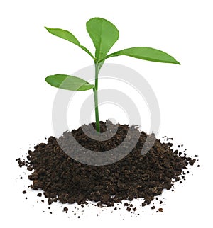 Plant in fertile soil