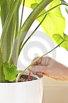 plant fertilizer stick spike hand