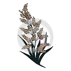 Plant Fescue. Vector stock illustration eps10. Hand drawing