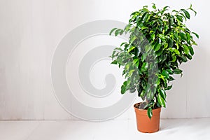 Plant ficus benjamina in a dark brown pot. Weeping fig, benjamin fig, ficus tree. Nature concept. Home gardening