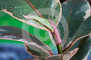 Plant Of Ficus Elastica Ruby Branch And Colorful Leaves With Drops.